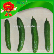 Organic Fresh cucumber sales pollution free small cucumbers